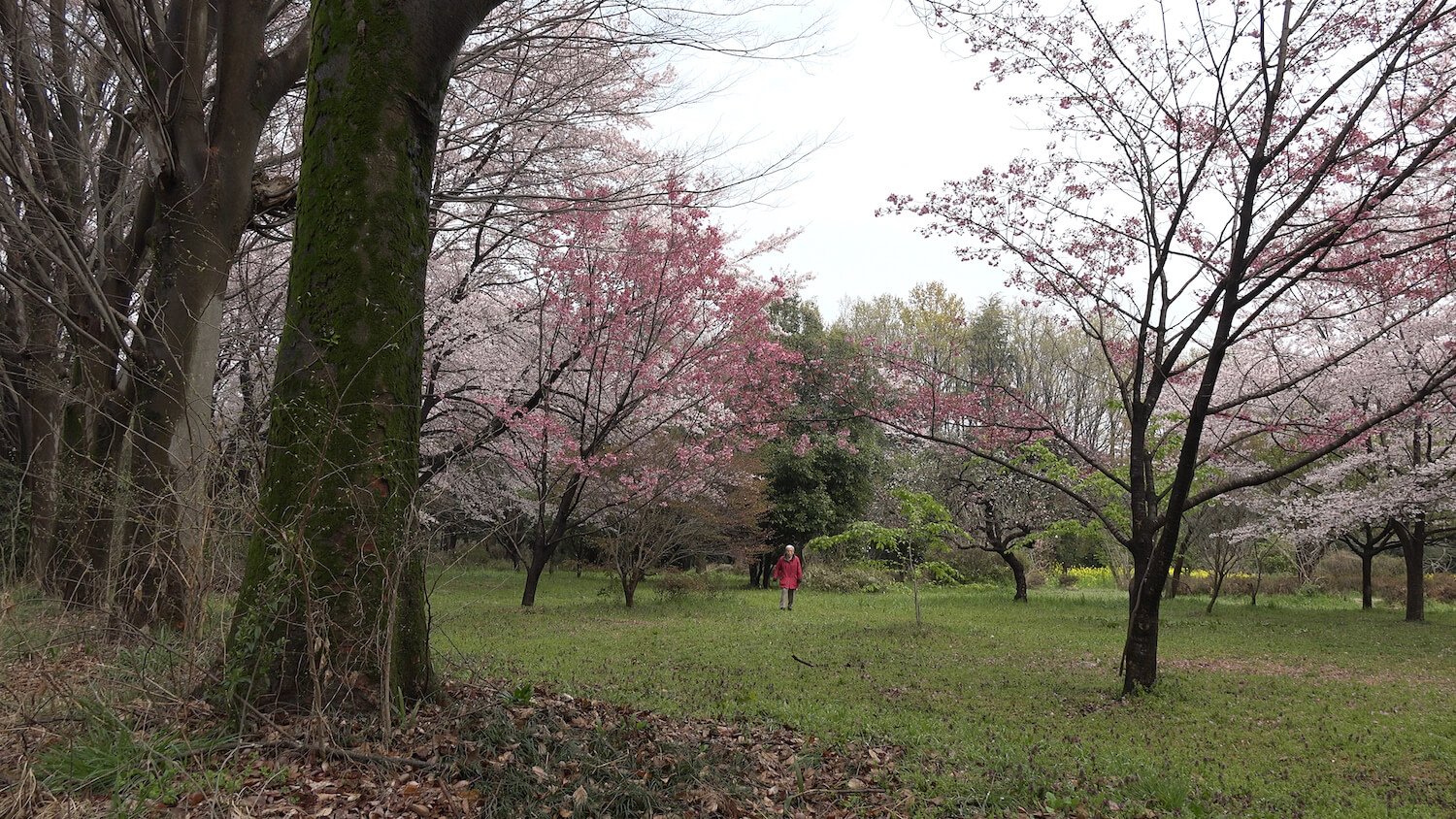 写真:森の中に女性が佇む、映画『凱歌~ふたりの道』の1シーン