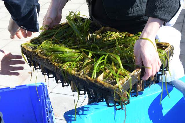 写真:ケースに入ったアマモの苗