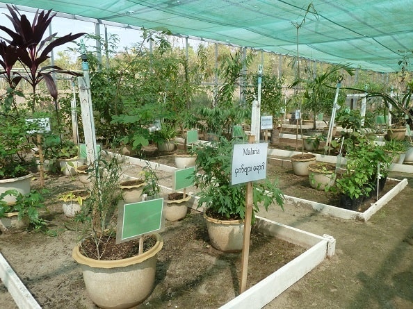 写真:薬草資源センターで標本として植えられたさまざまな薬草