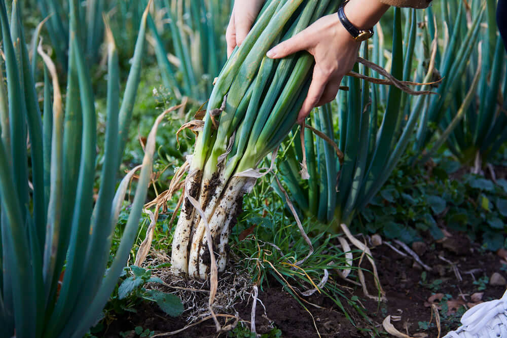 写真:畑からネギを収穫する様子