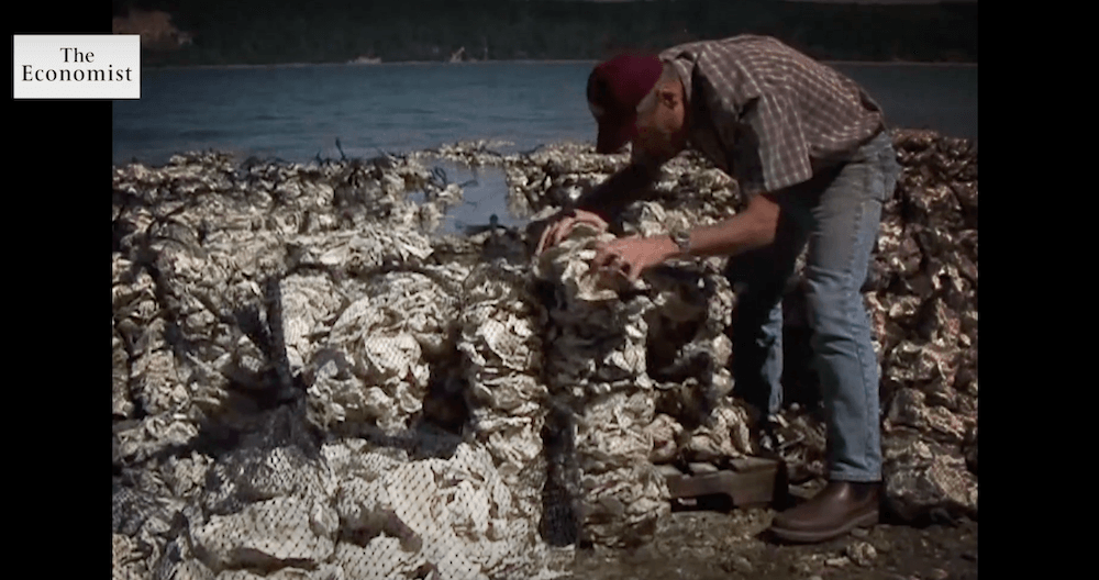 写真:カキの被害状況を確認する養殖業者