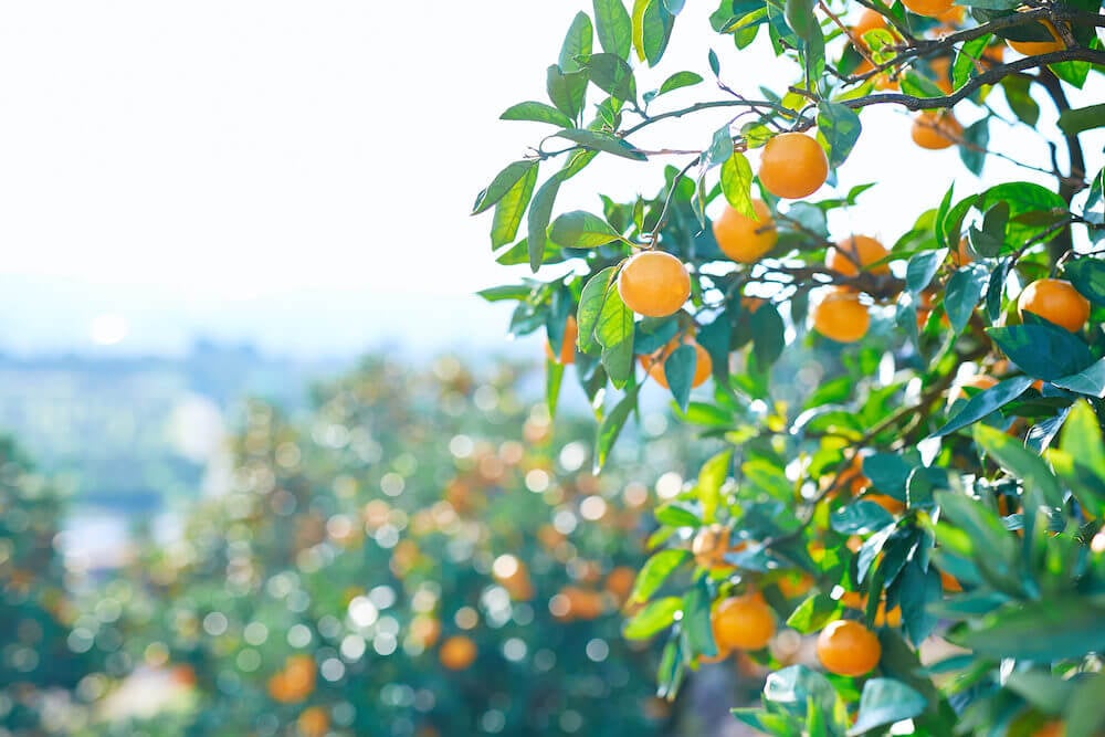 写真:気に実るたくさんのみかん