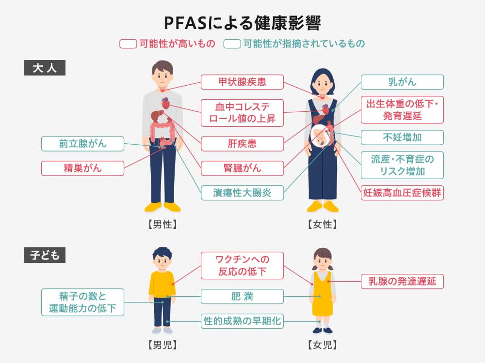 PFASによる健康影響
■大人
・可能性が高いもの
甲状腺疾患
血中コレステ ロール値の上昇
肝疾患
腎臓がん
精巣がん（男性）
出生体重の低下・発育遅延（女性）
妊娠高血圧症候群（女性）

・可能性が指摘されているもの
潰瘍性大腸炎
前立腺がん（男性）
乳がん（女性）
不妊増加（女性）
流産 ・不育症のリスク増加（女性）

■子ども
・可能性が高いもの
ワクチンへの反応の低下
乳腺の発達遅延（女児）

・可能性が指摘されているもの
肥満
性的成熟の早期化
精子の数と運動能力の低下（男児）