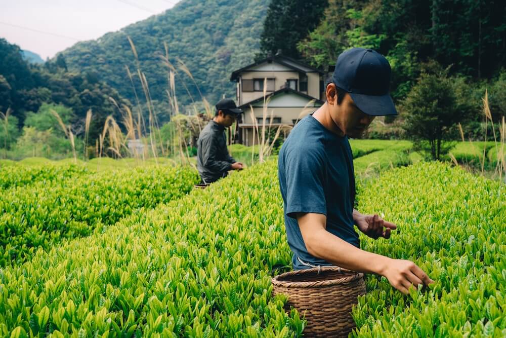 茶葉を積むTHE CRAFT FARMのスタッフ