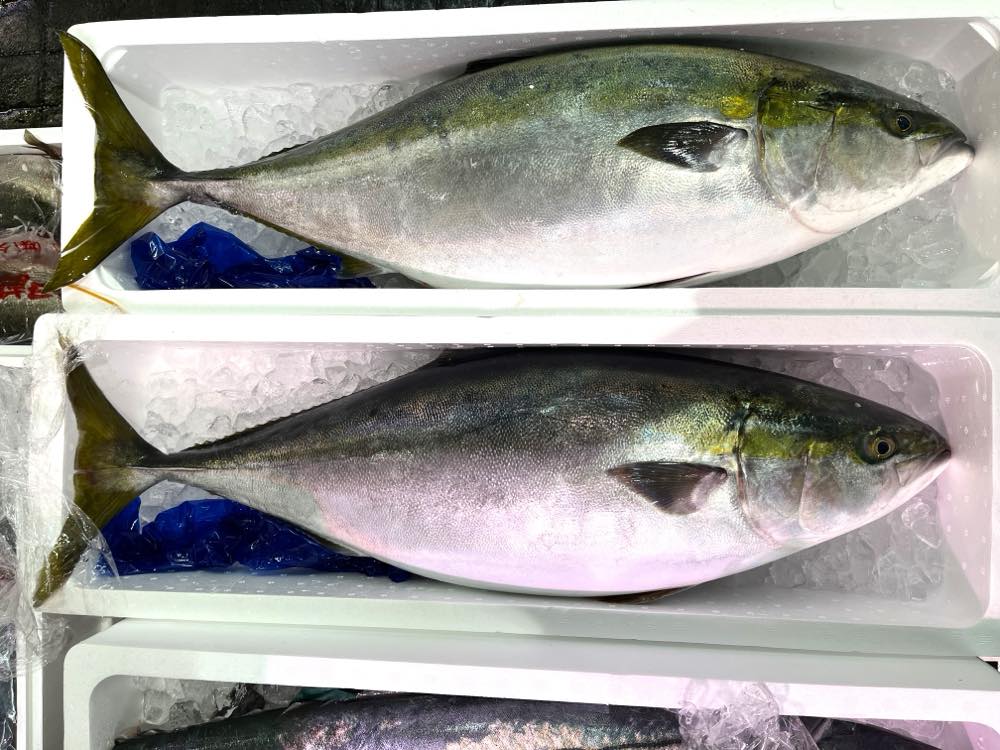 市場に並ぶ大きなブリ