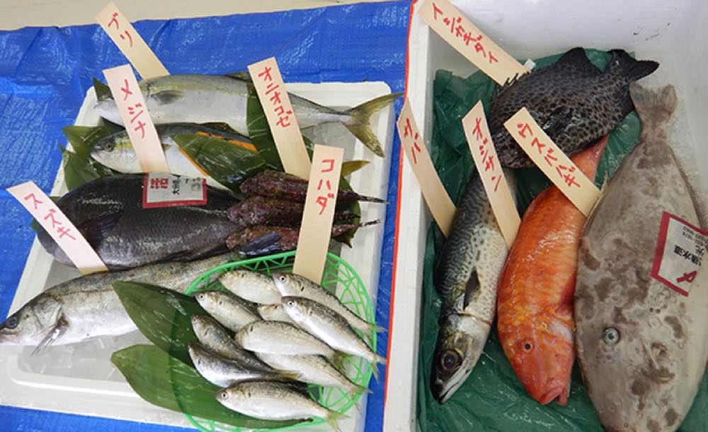 『鮮魚タッチ』で使用された魚の展示。ブリ、メジナ、スズキ、オニオコゼ、コハダ、イシガキダイ、サバ、オジサン、ウスバハギの名前が書かれた札が、魚ごとに置かれている。