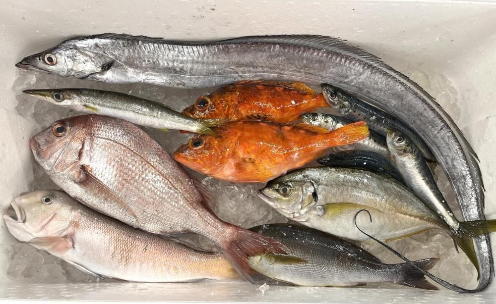 『鮮魚タッチ』で使用された魚の一例。約7種類の魚が氷とともにボックスに入っている。