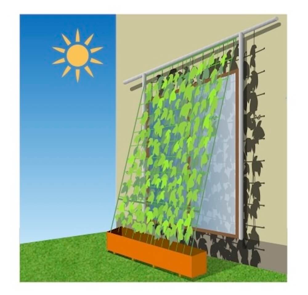 イラスト：
窓の外にかかったゴーヤ