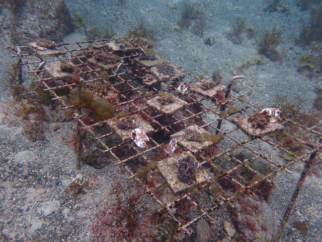 海底に設置された枠に取り付けられたサンゴ