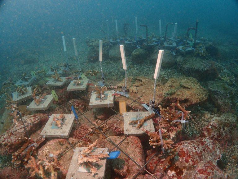 海底に折れたサンゴの破片を金属板に固定した様子