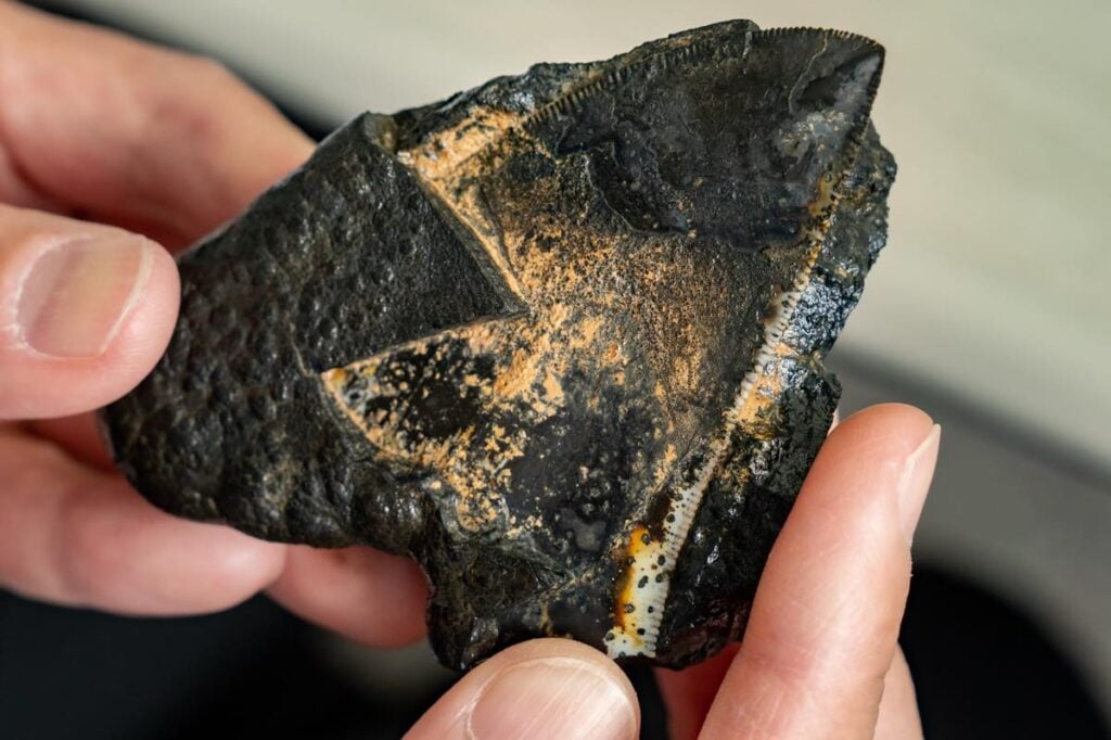 古代のサメの歯を核に成長したマンガンノジュール。表面は黒く光沢があり、縁の部分には鋭い歯が白く浮き出て見える