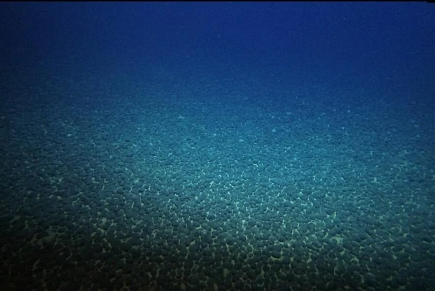 海底に高密度で分布するマンガンノジュールの様子
