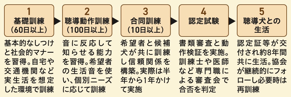 聴導犬育成のプロセスを5段階で説明するフローチャ－ト。1.基礎訓練（60日以上）、2.聴導動作訓練（100日以上）、3.合同訓練（10日間以上）、4.認定試験、5.聴導犬との生活、という流れが示されている。各工程で、しつけの習得からユーザーとの信頼関係構築、専門職による審査を経て、約8年間の共同生活に至るまでの詳細が記されている。